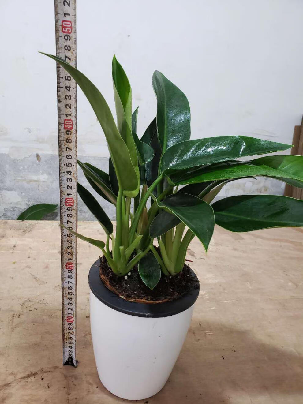 绿公主金钻旺宅吸毒王办公室内酒店盆栽四季常青绿植花卉 大金钻一盆