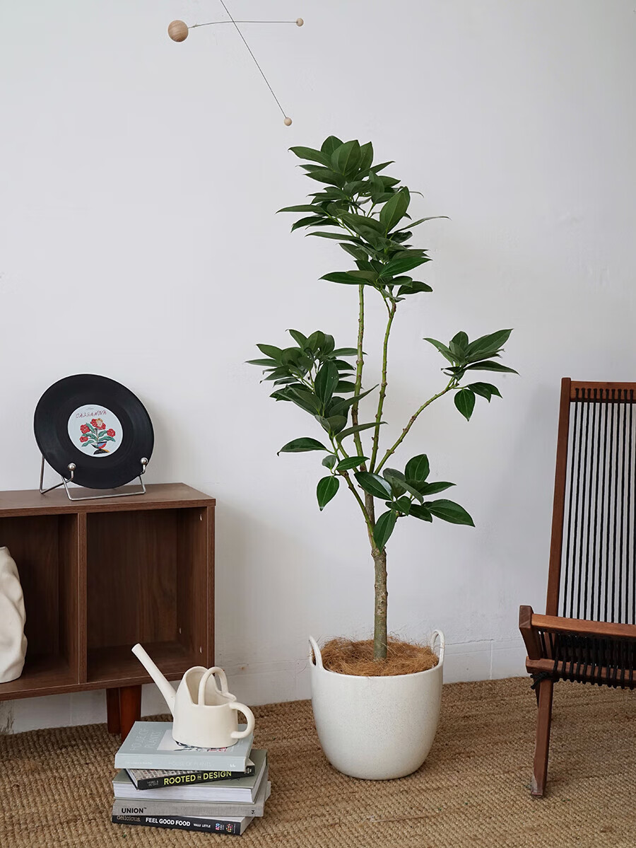 植物私生活造型平安树兰屿肉桂客厅新房吸甲醛大型常青落地植物 平安