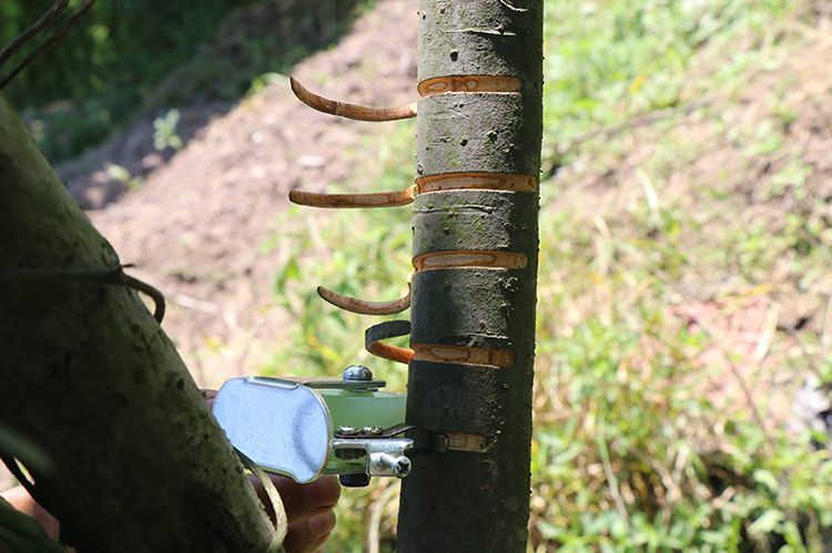 滑轮环剥器环剥刀柑橘荔枝蜜柚橙子苹果树剥皮开甲剥皮刀环割工具