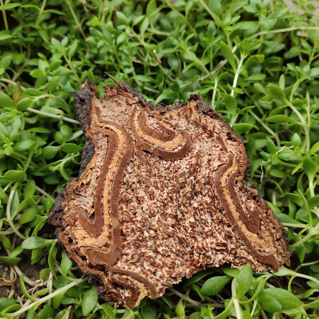 龙骨风飞天擒罗大贯众山卡捞劳飞天蠄蟧野生500g克 龙骨风500克【图片