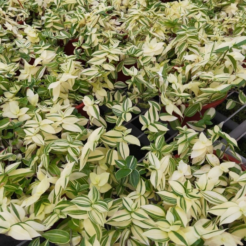 青吊兰白油画婚礼吊兰常春藤耐阴垂吊室内绿植盆栽 青白玉长度15-20