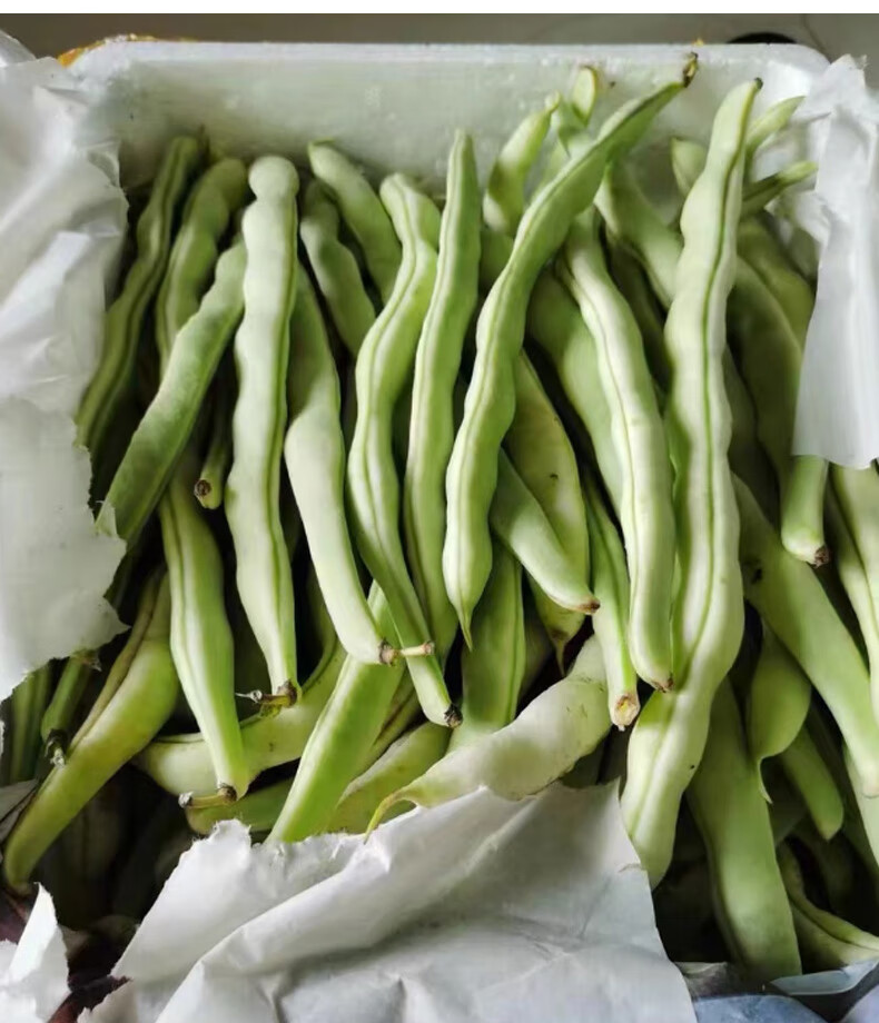 白芸豆不老豆角新鲜5斤架豆王老来少四季豆自架山东蔬菜产地现摘 2500