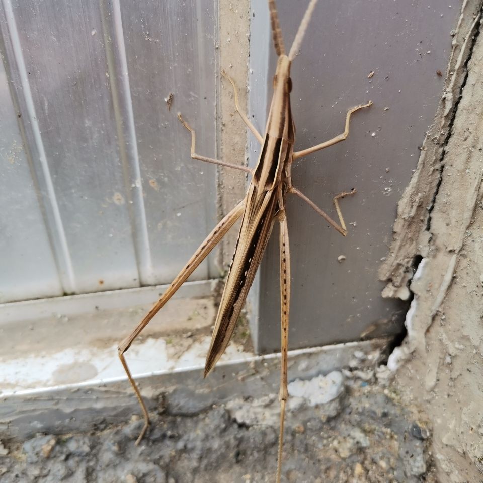 中华剑角蝗活虫尖头大蚂蚱绿蚂蚱儿童玩具礼物宿舍寝室昆虫异宠物