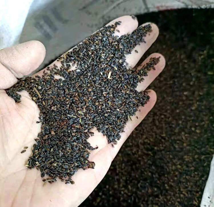 2021年10月收的桔梗种子高产桔梗籽中药材种子包发芽指导种植 选货