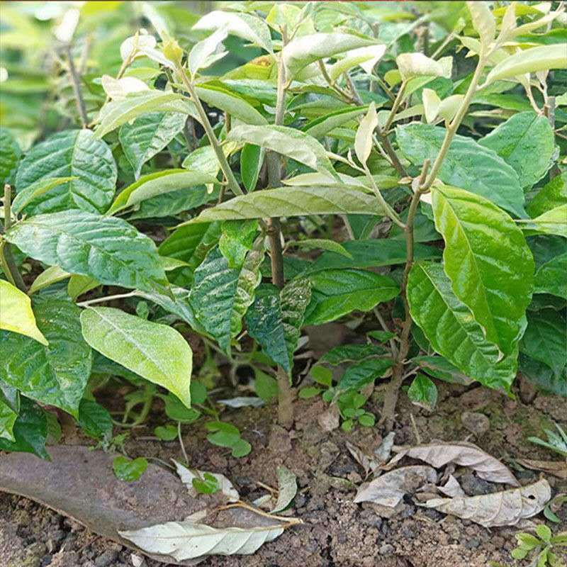 羊奶果苗特大果形 德甜二号 胡颓子苗胡秃子苗羊奶果树苗当年结果 1棵