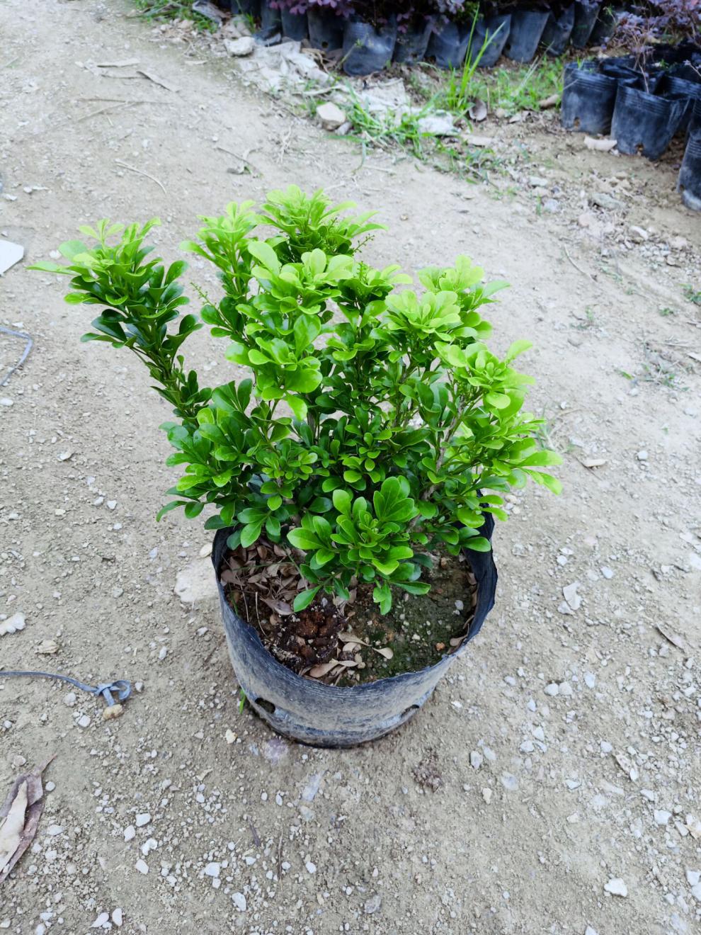 定制米兰花盆栽苗植物室内客厅阳台庭院四季开花浓香味不断小绿栽 高