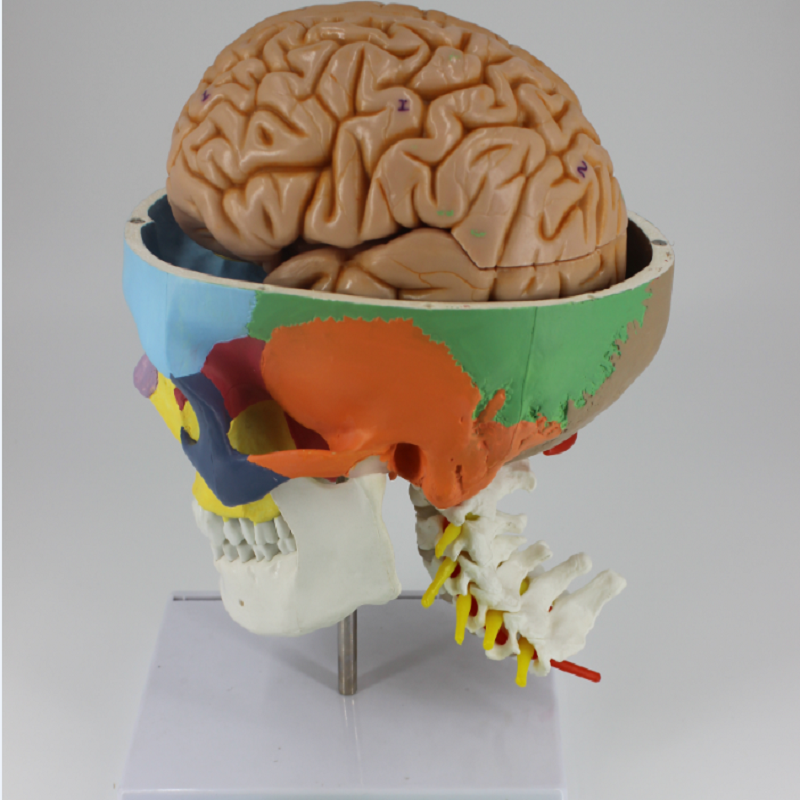 头颅骨头骨教学仿真颅骨模型骷髅头模型功能分区彩色头颅着色头骨 a款