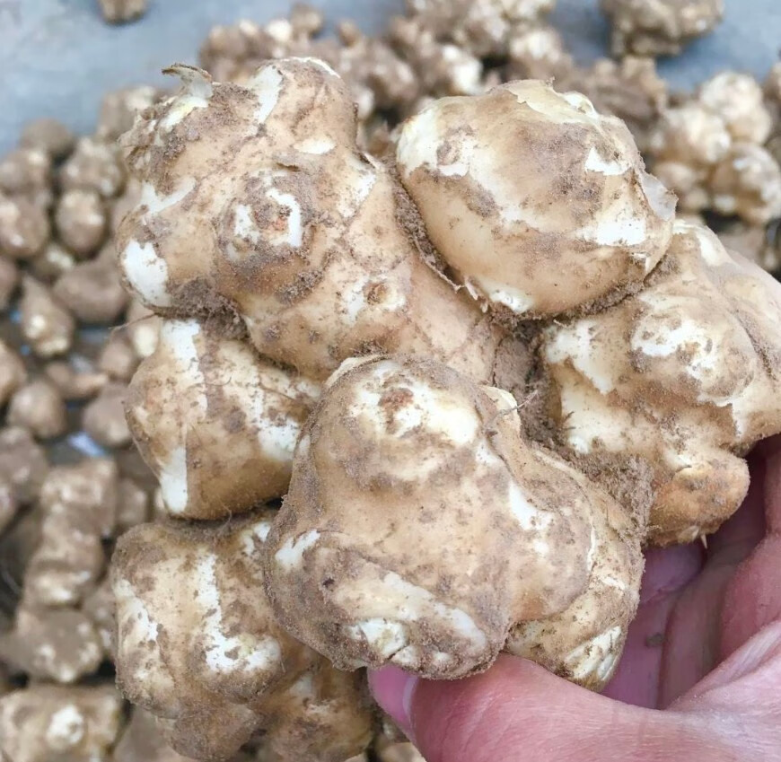 媚调现挖野生洋姜新鲜野鬼子姜不辣咸菜农家酱菜腌制菜泡菜甜阳菊芋