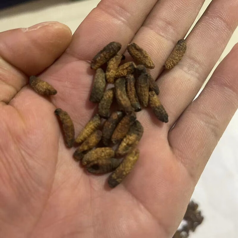 有仁堂中药材羊角虫羊鼻虫羊鼻涕虫殿虫羊虫纯干品和新鲜羊角虫活体