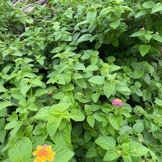 马缨丹中草药材干五色梅臭草皮肤宝宝洗澡新鲜现采枝叶五色花 晒干