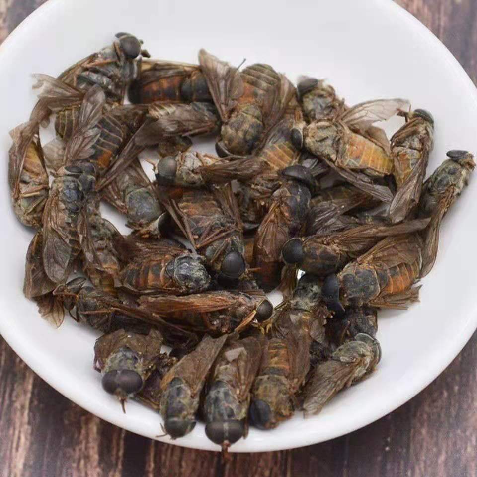 虻虫中药材10g 水虻虫黑水虻虫干 苍蝇牛虻 牛虻虫