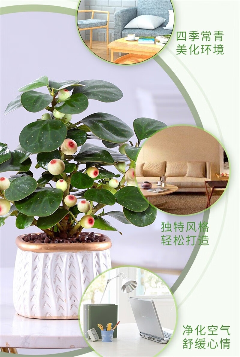 菩提树盆栽四季常青好养活办公室内桌面植物花卉盆景绿植 苔藓小盼