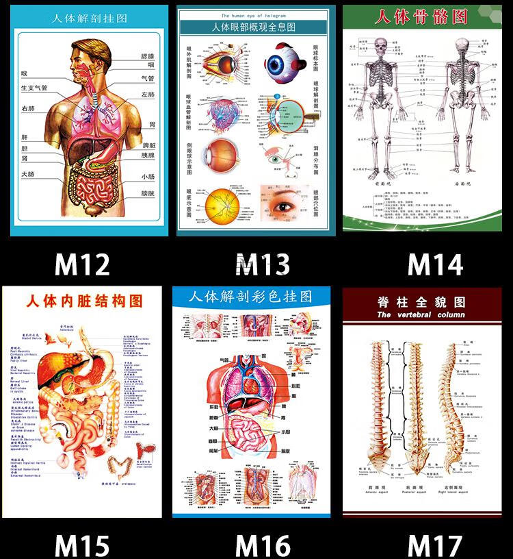 定製人體解剖五臟六腑圖結構示意圖譜骨骼大掛圖全身器官掛畫家用海報