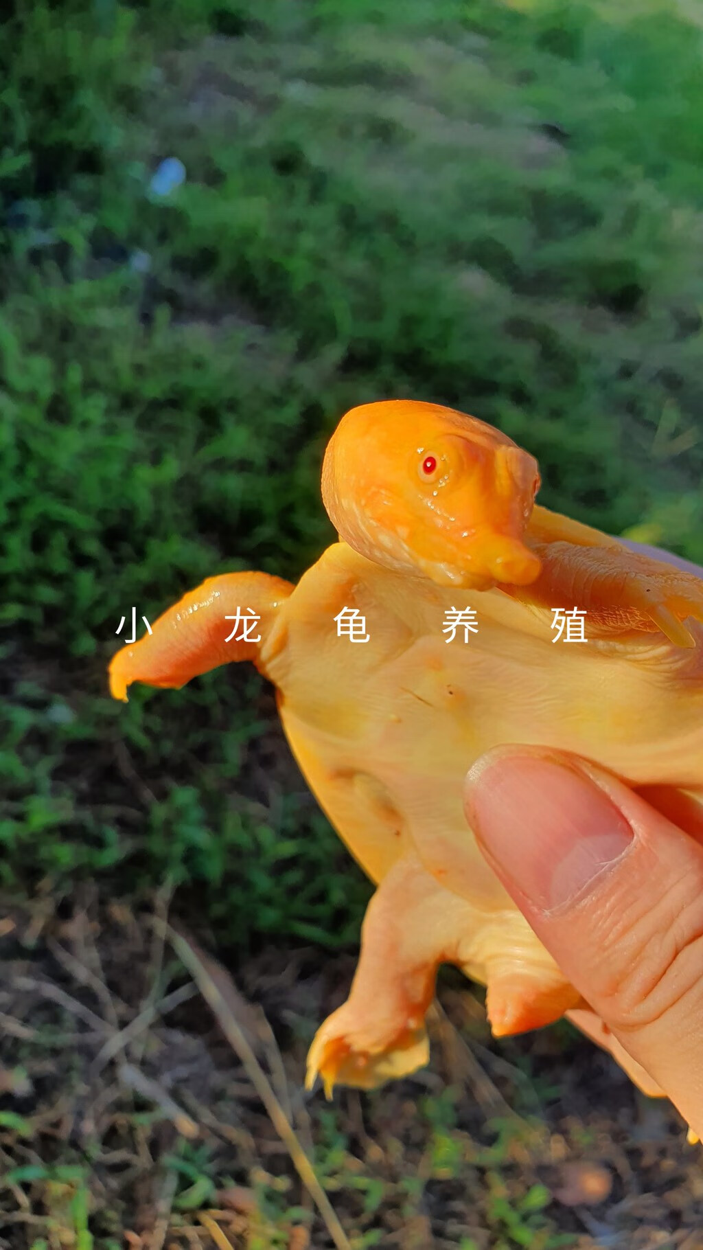 黄金鳖观赏鱼深水鳖黄化鳖变异宠物深水龟鳖红眼金身龟鳖黄金龟鳖