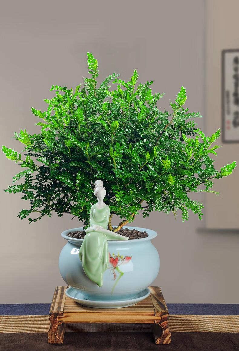 常绿盆栽观赏植物新品种-胡椒木