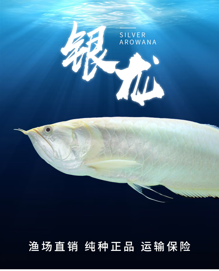 銀龍魚活魚苗熱帶觀賞魚中大型黃化紅眼白子銀龍七彩銀龍練手龍魚銀龍