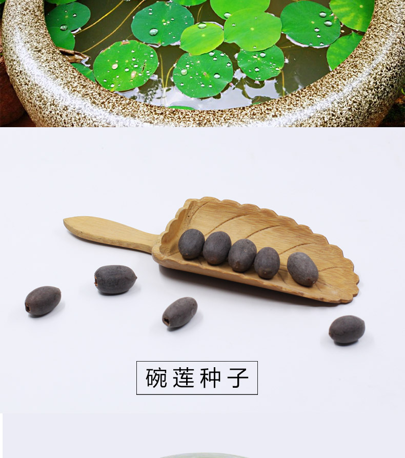 鱼缸造景水草种子新手懒人一叶莲睡莲浮萍水草缸装饰植物活体 碗莲子