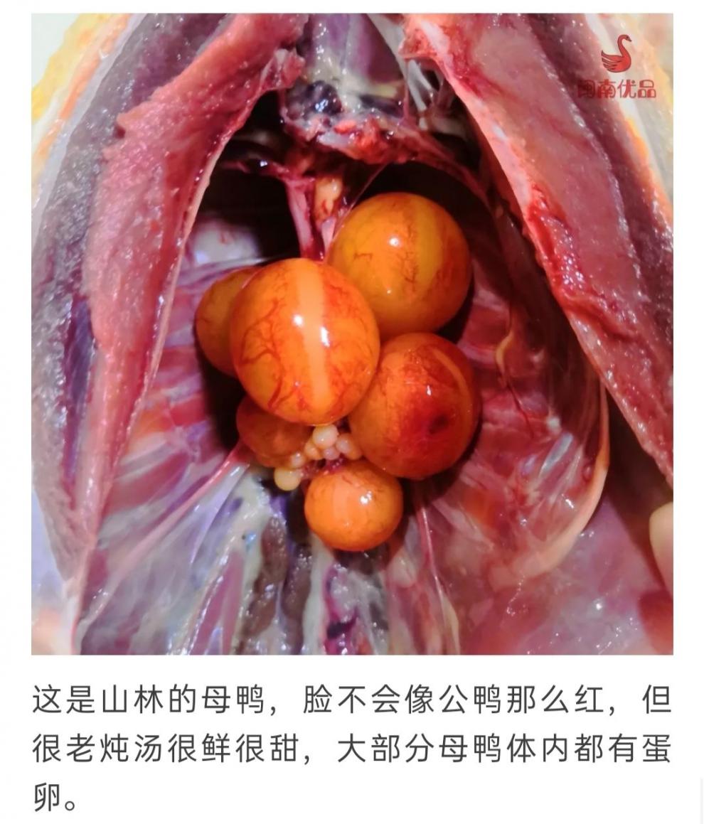 闽南正番鸭三年黄皮老鸭子肉整只红脸土鸭白鸭炖汤整鸭带内脏活体10斤