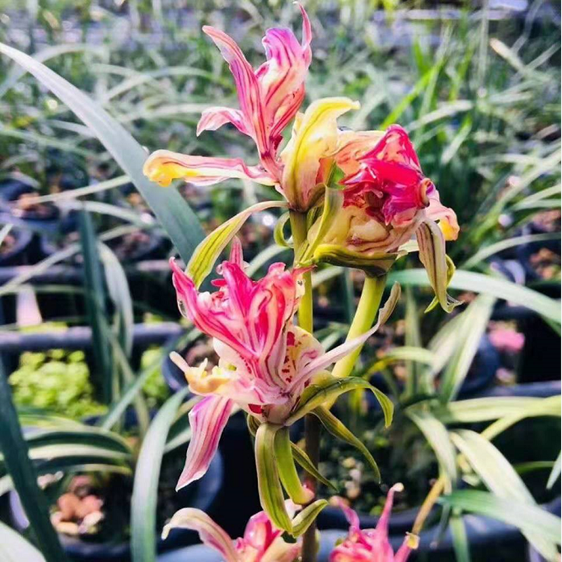 包活包开花玉芙蓉金边矮种兰花苗浓香型室内办公室花卉 金元宝 1苗