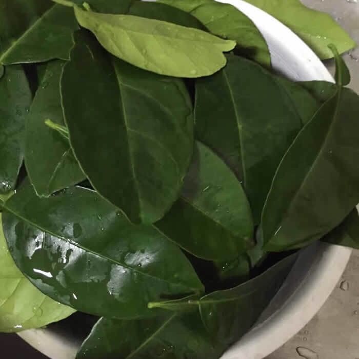 50片装柚子叶新鲜去晦气开运沐浴洗澡60年老树叶子当天采摘鲜叶50片装