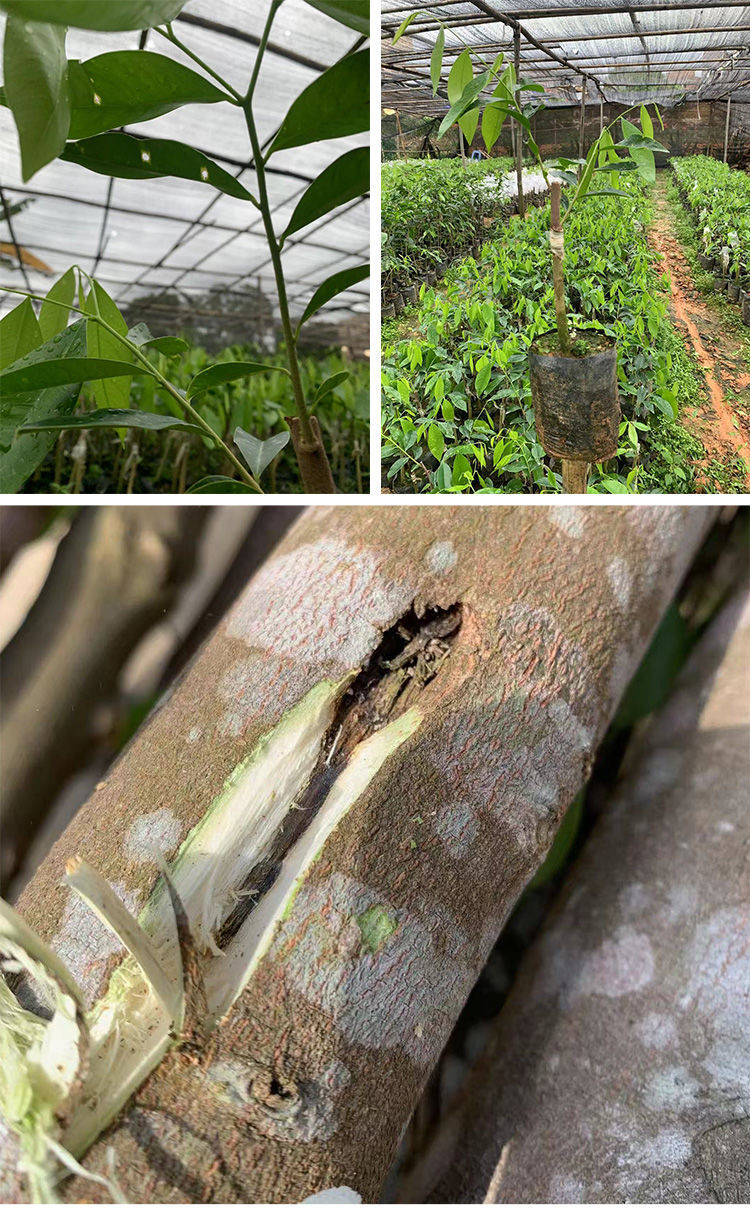 络咚棠轻奢白奇楠沉香苗一代母树嫁接包结香正宗沉香棋楠保结香高抖音