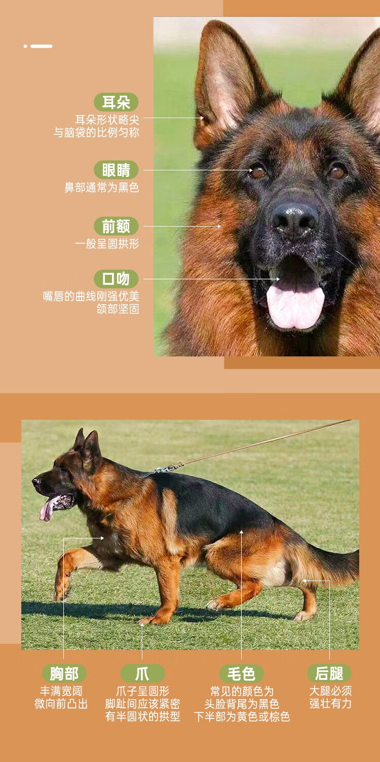 德牧德国牧羊犬幼犬活体德国牧羊犬幼犬大型犬纯种德牧犬警犬幼犬德国