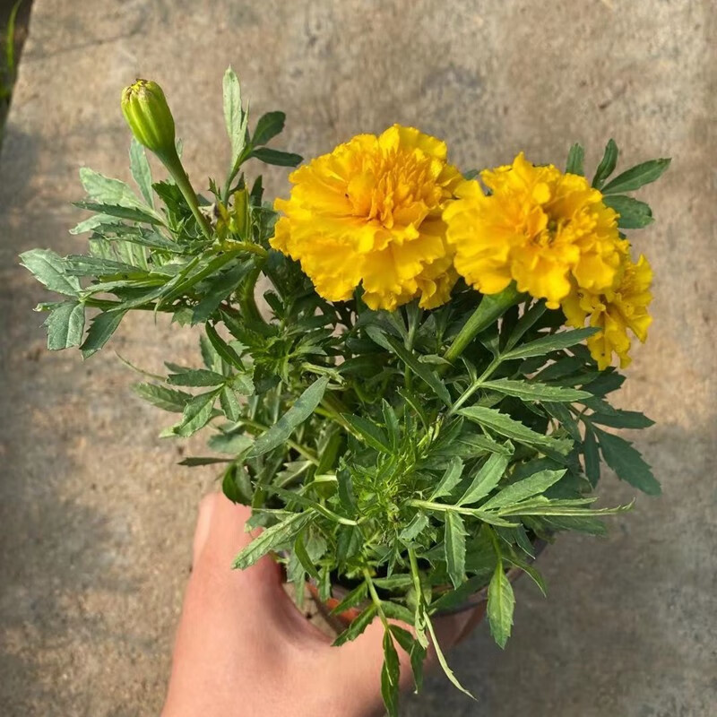 孔雀草矮生重瓣万寿菊带花庭院易活易种花卉盆栽四季开花植物孔雀草