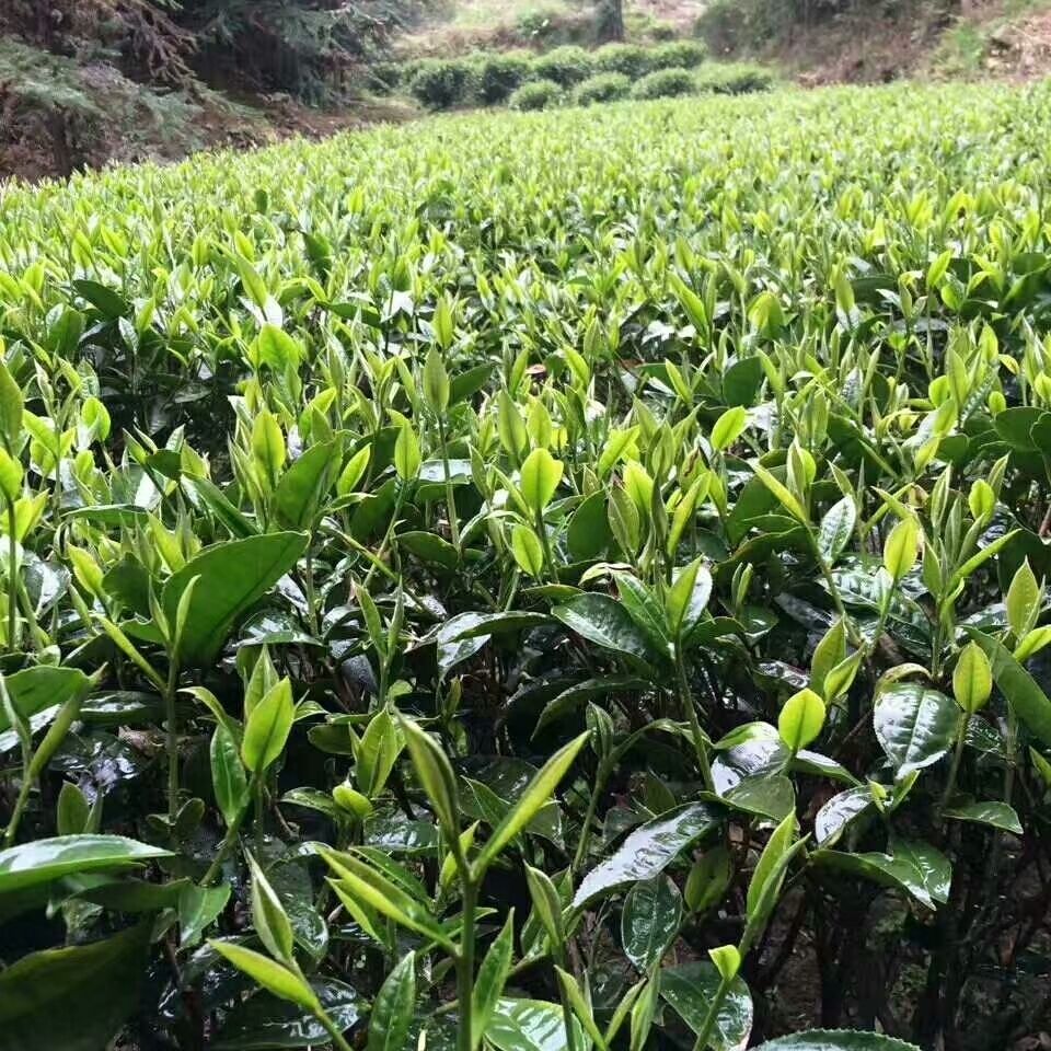 仁化红山白毛茶味浓耐泡型广东丹霞山银毫绿茶浓香耐泡茶农直发白毛茶