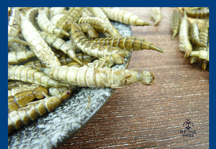 新鲜金边龙虱幼虫水蜈蚣鲜香味美食用昆虫油炸烧烤虫子500克