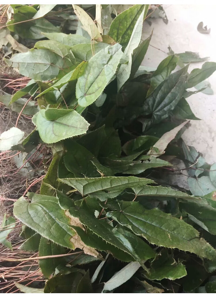 淫羊藿野生500g中药材茶叶泡水泡酒料药材仙灵脾男性滋补中草药材