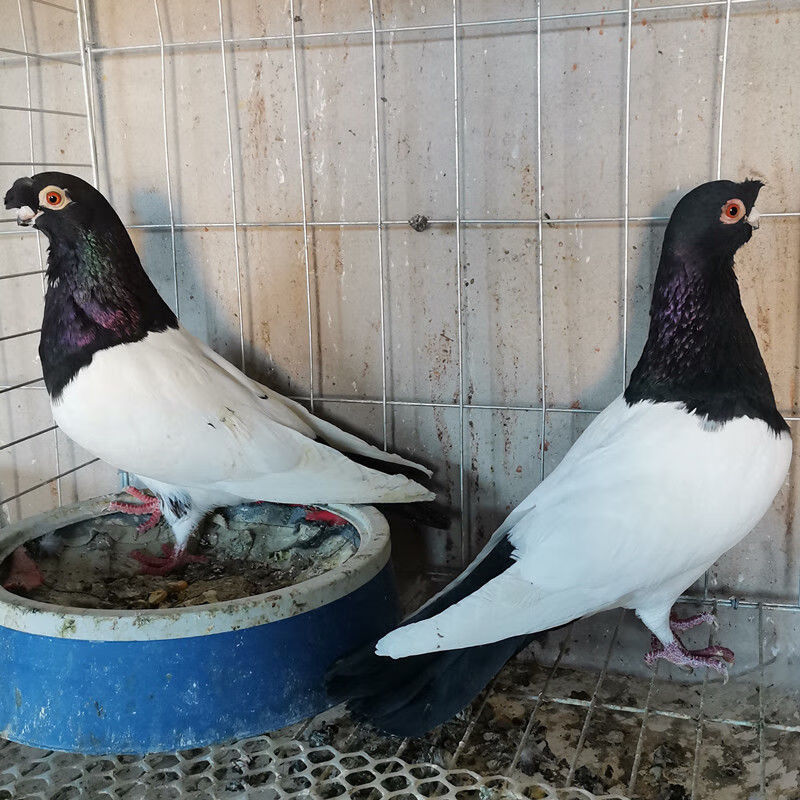 鴿子活物一對觀賞鴿種鴿摩登鳳尾淑女兩頭烏大全精品短嘴批發 一對