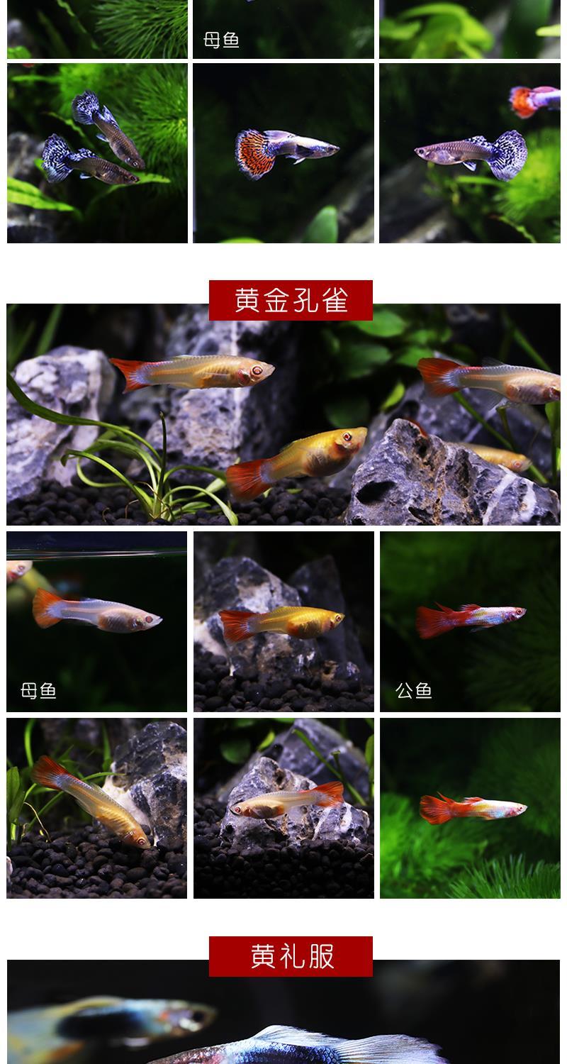 米奇鱼5条包活4条【图片 价格 品牌 报价】-京东