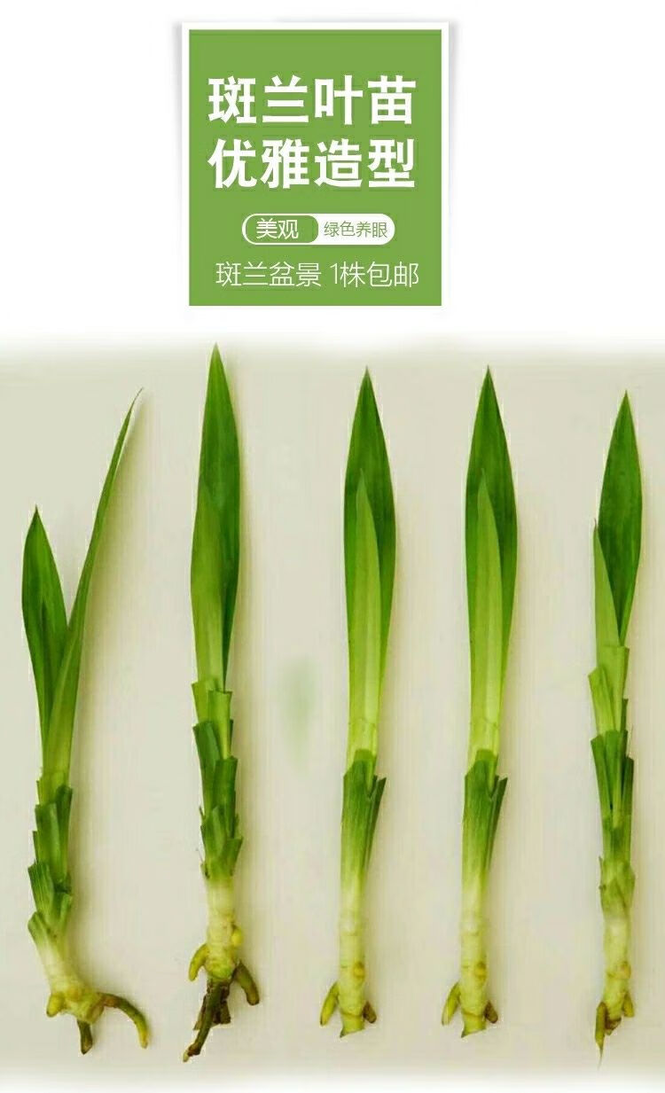 宛彦君海南香兰叶苗斑斓叶盆栽千层糕食材班兰叶植物小吃斑兰绿植吊兰