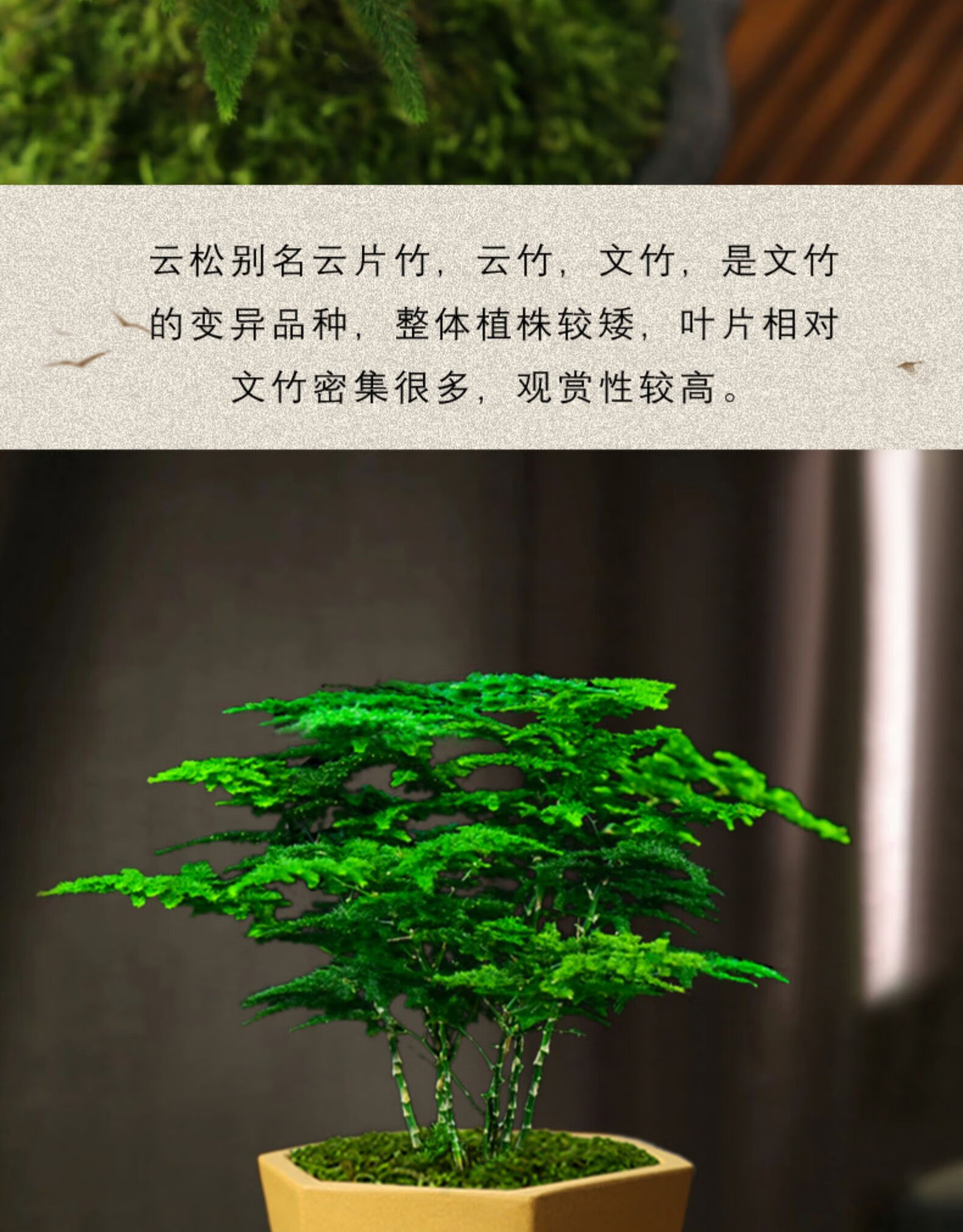 麦桑荷唐山云松正宗唐山矮生文竹办公室内好养绿色盆栽桌面净化空气