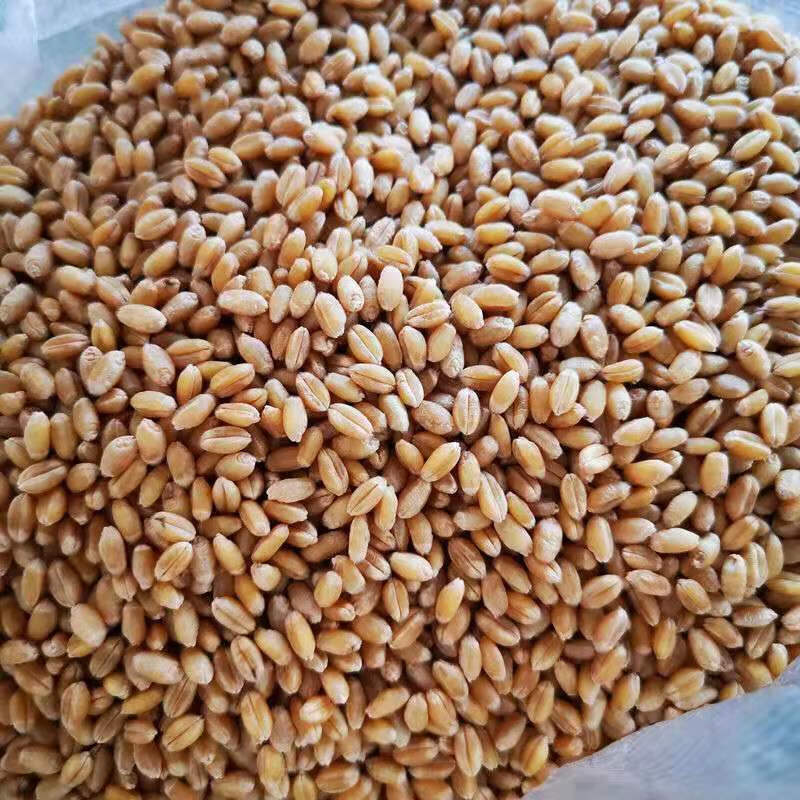 新小麦农家发芽麦小麦粒榨清汁麦草种散装小麦生麦芽糖猫草麦展志曼智