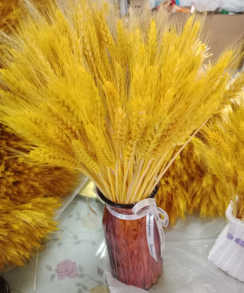 园艺 天然麦穗干花 大麦客厅田园装饰 摆件摄影插花真花艺术大麦干花