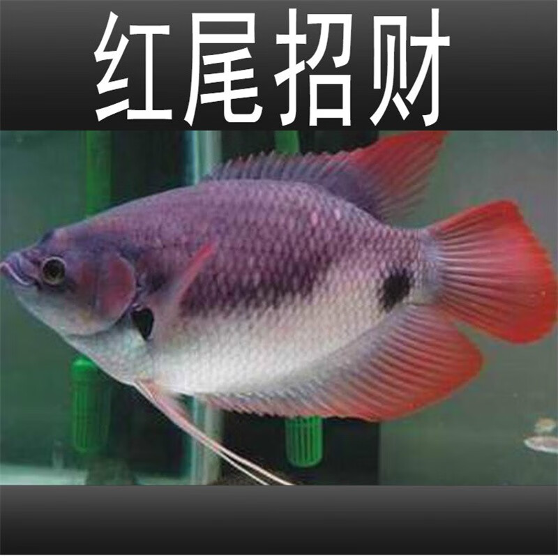 招財魚戰船活體黑眼紅眼招財熱帶觀賞魚大中型風水魚發財魚古介 白