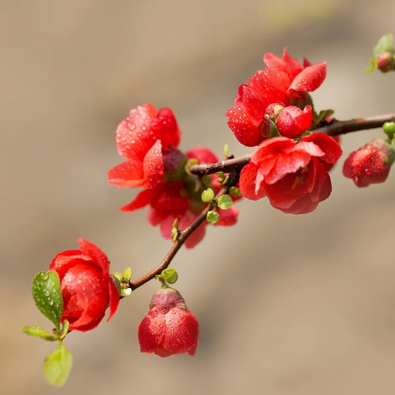 紅海棠花(八稜海棠圖片)