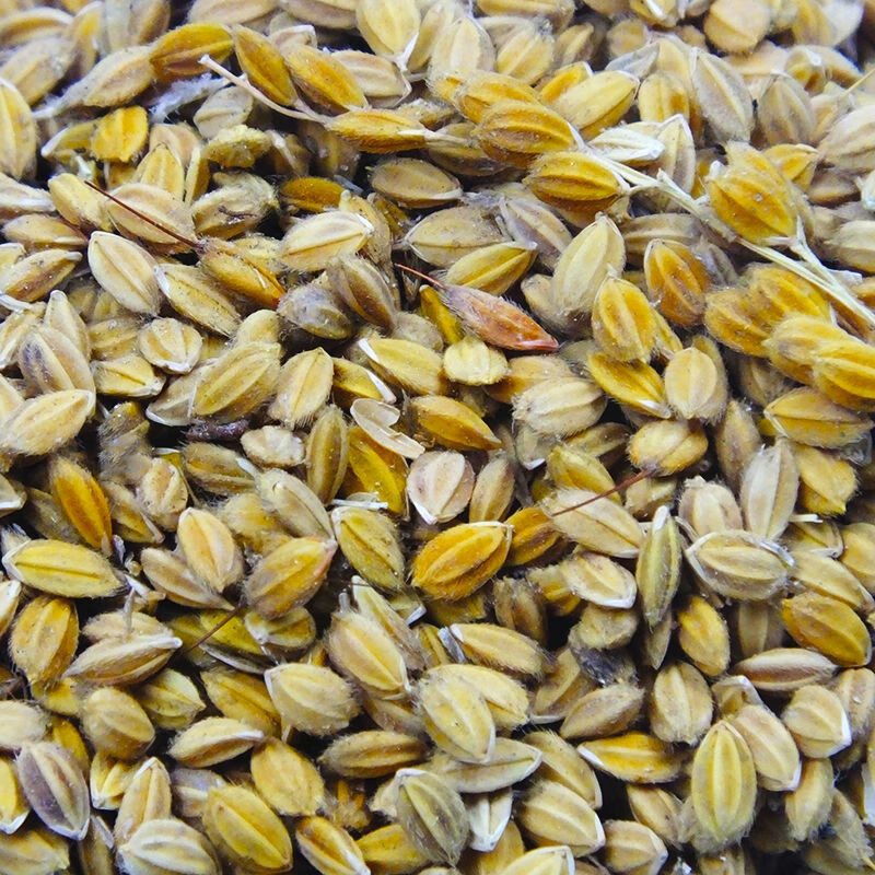 稻谷糯米谷100糯米带壳糯稻香禾爆米花入伙婚庆乔迁圆糯谷 水稻谷子