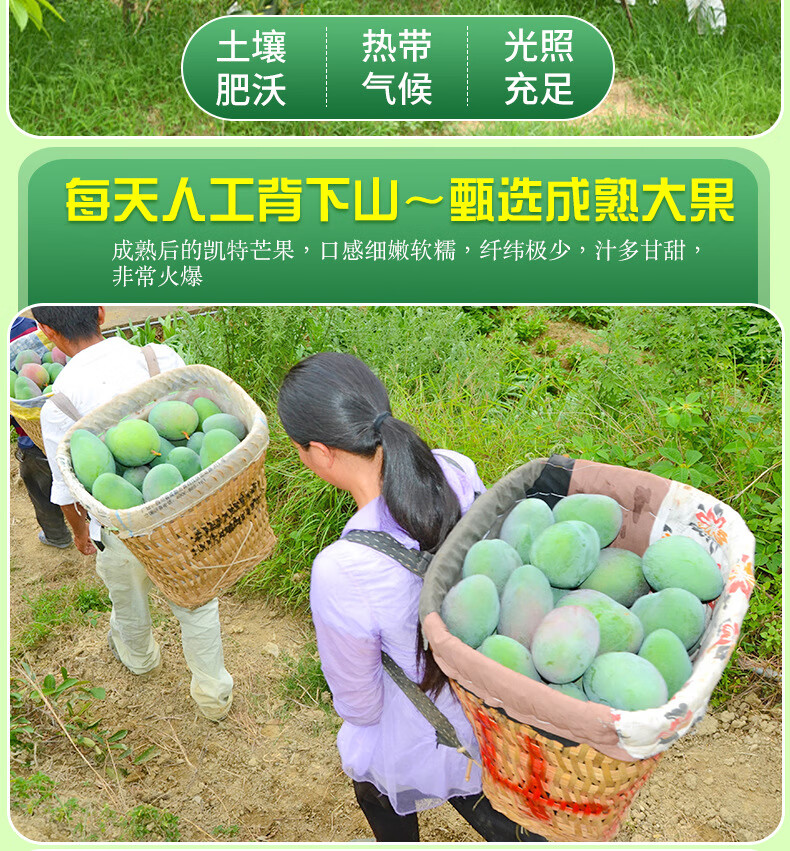 攀枝花凯特芒果大脸芒苹果芒新香甜大芒果整箱凯特芒 【一级果】5斤