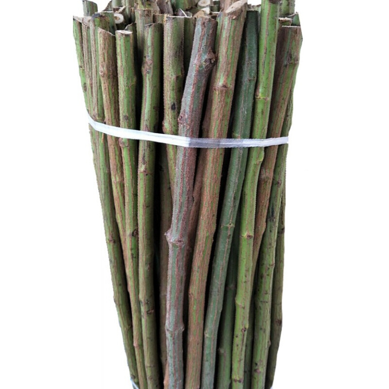 月季嫁接砧木实生无刺蔷薇杆子砧木树桩子独杆根10直径80厘米长杆10个