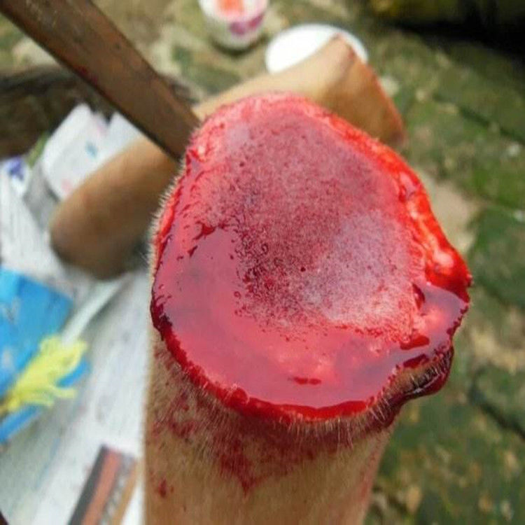 吉林梅花鹿新鲜鹿茸血鹿心血纯血无添加鹿血半斤