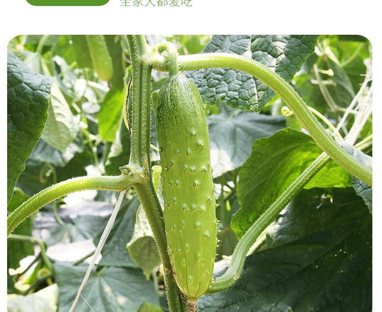 原产地:北京品种:旱黄瓜货号:492803商品毛重:1.