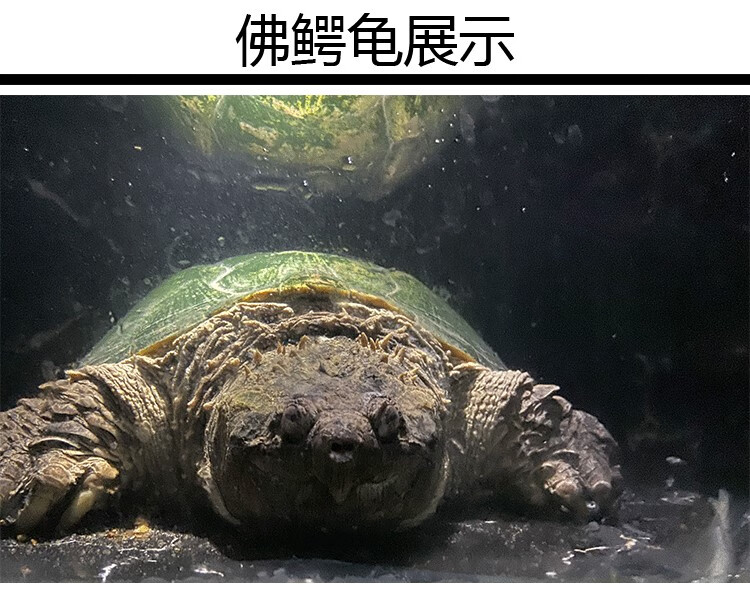 鳄鱼龟乌龟佛罗里达原种纯佛鳄龟爆刺杂佛小鳄龟宠物鳄鱼龟观赏龟-oem