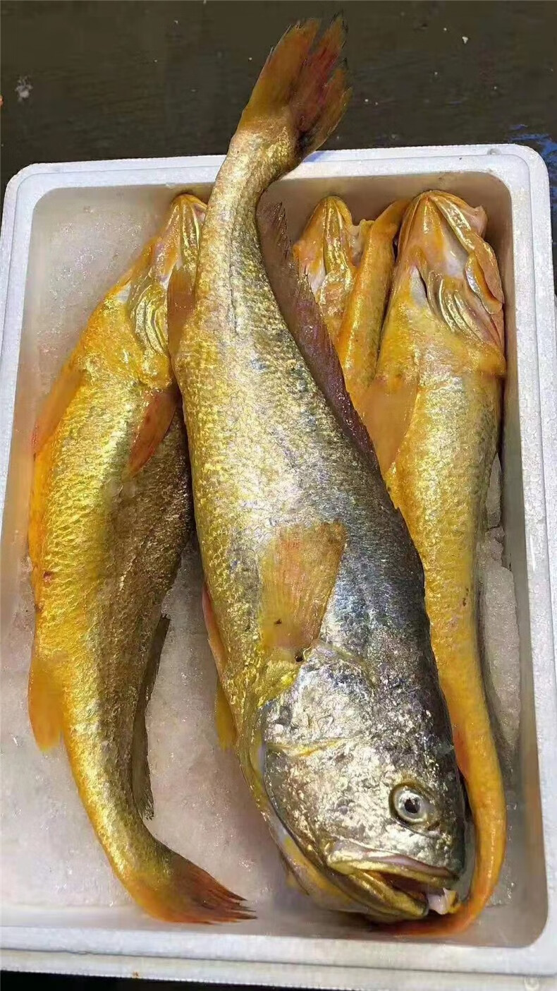 鱼姐海成 黄花鱼鲜活冷冻新鲜小黄鱼海鱼深海捕捞青岛海鲜水产约半斤