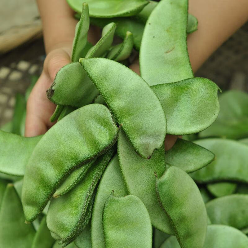 东北现摘气豆角 片刀农家扁豆绿眉梅豆汽豆猪耳朵新鲜蔬菜4斤 2000g