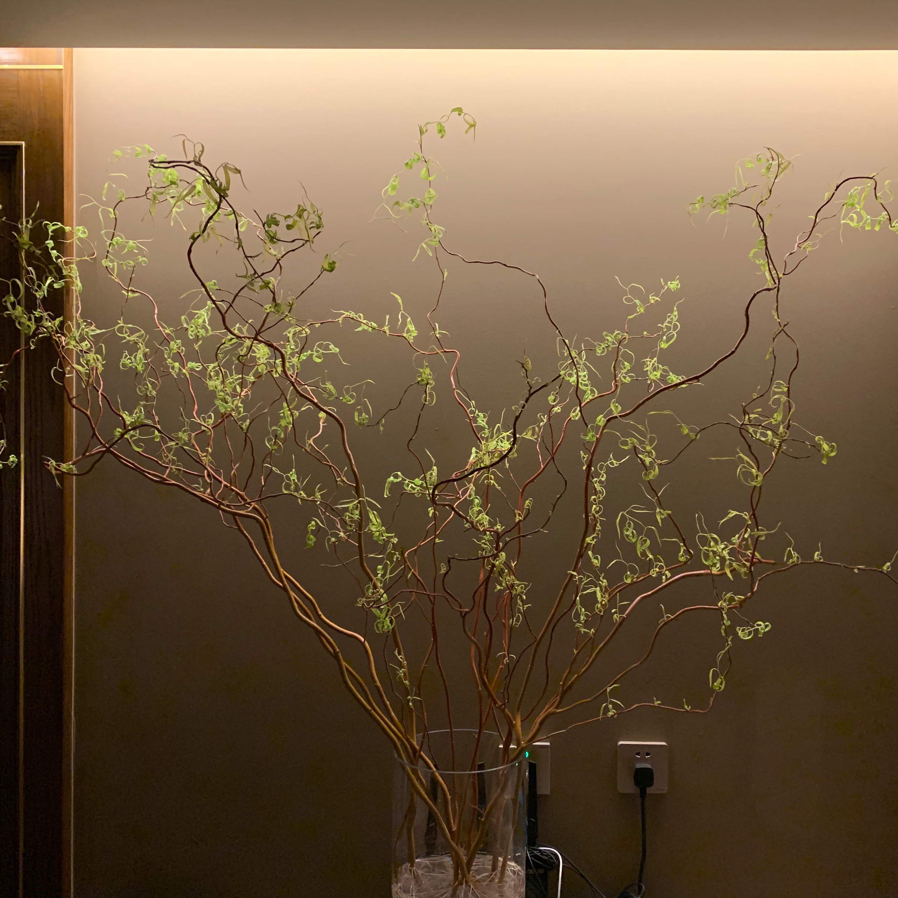 青巢 进口金龙柳鲜切枝水养植物 长根发芽长绿叶 卧室净化空气绿植