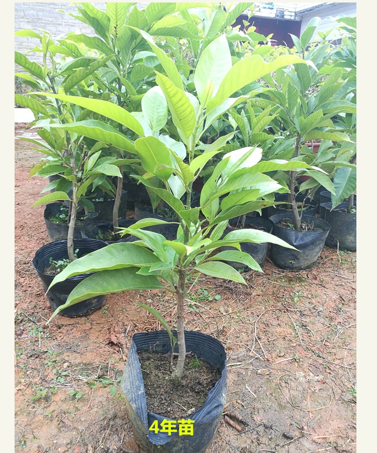 嫁接黄桷兰 花苗 香味白玉兰花树苗 庭院阳台花卉绿植黄兰盆栽黄果兰