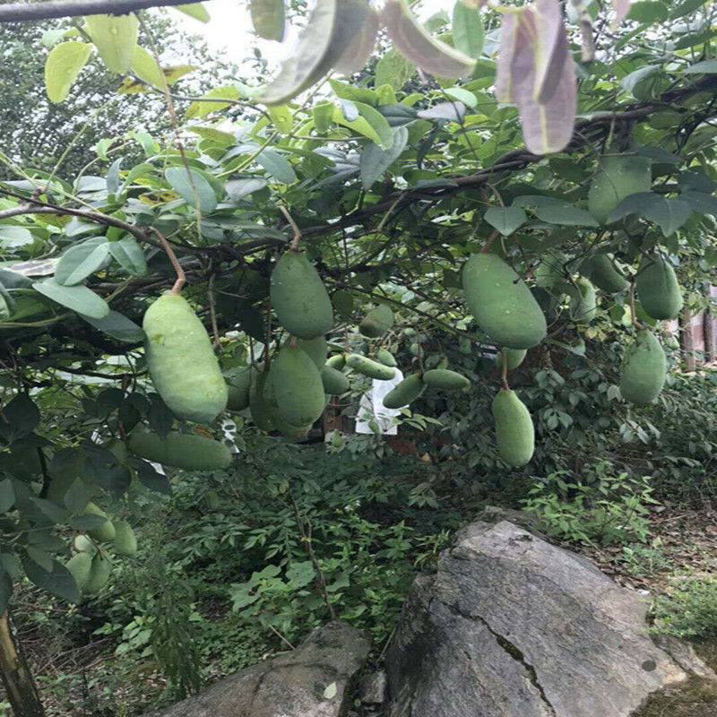 八月瓜苗 无籽八月瓜树苗野生八月炸瓜苗南北方四季种植爬藤果树苗