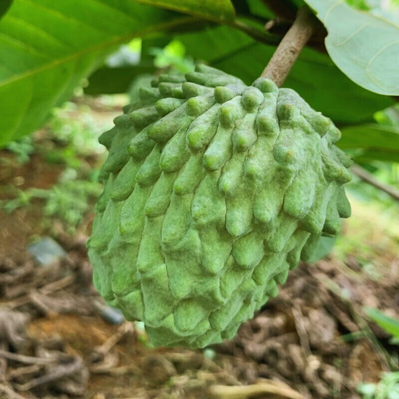 新款牛奶鳳梨釋迦果番荔枝佛頭果新鮮大目釋迦果現摘現大果5斤